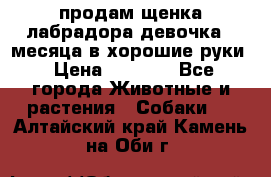 продам щенка лабрадора девочка 2 месяца в хорошие руки › Цена ­ 8 000 - Все города Животные и растения » Собаки   . Алтайский край,Камень-на-Оби г.